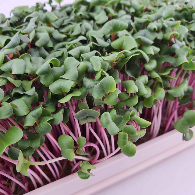 Microgreen - Radish China Rose (Conventional)