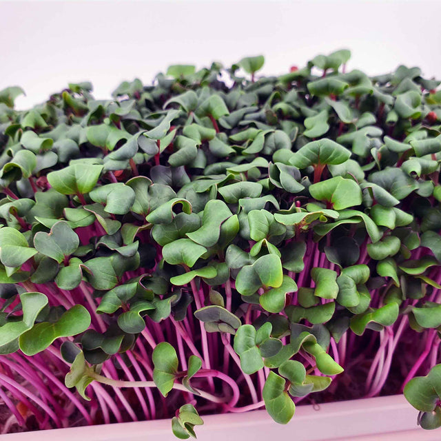 Microgreen - Radish China Rose (Conventional)