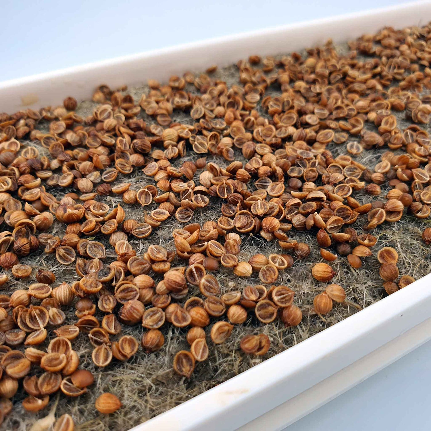 Microgreen - Coriander "Micro Splits" (CONVENTIONAL)