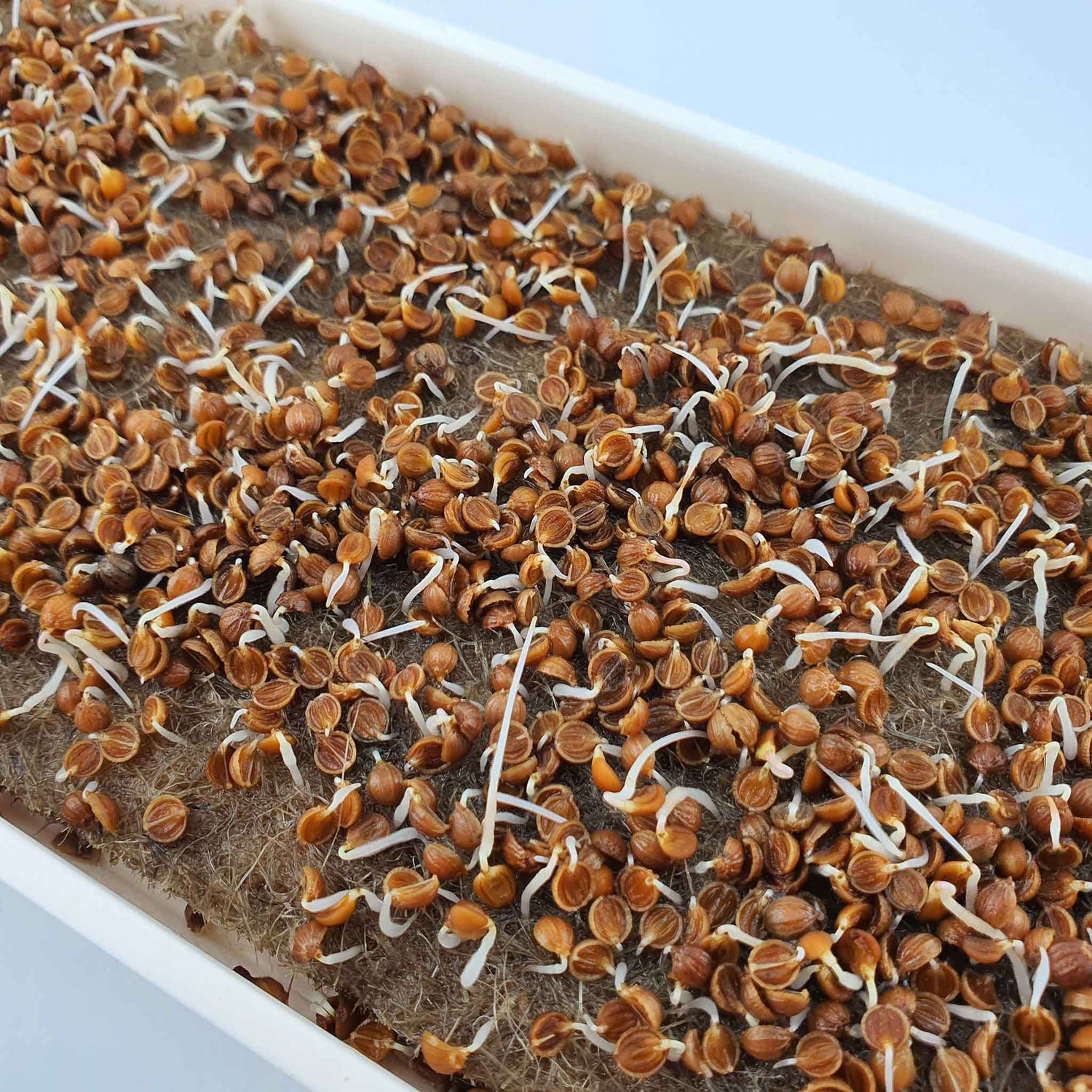 Microgreen - Coriander "Micro Splits" (CONVENTIONAL)