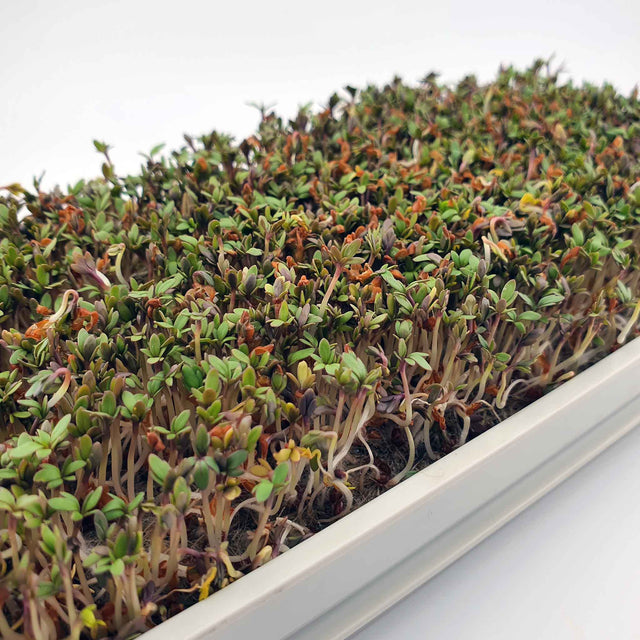 Microgreen - Cress (ORGANIC)