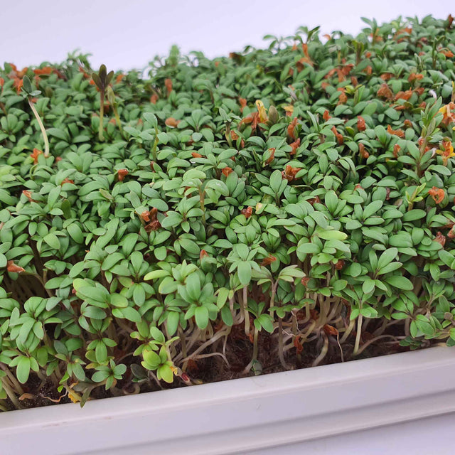 Microgreen - Cress (ORGANIC)