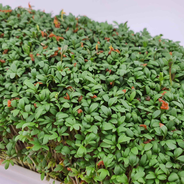 Microgreen - Cress (ORGANIC)