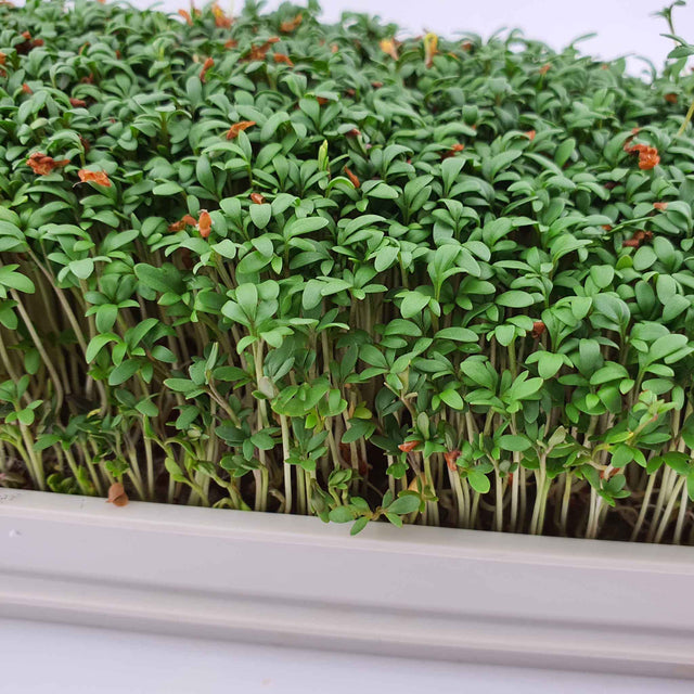 Microgreen - Cress (ORGANIC)