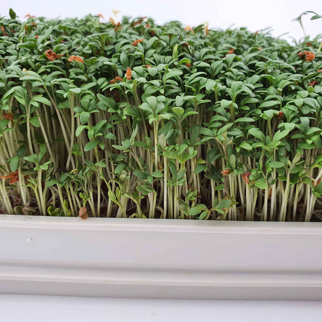 Microgreen - Cress (ORGANIC)