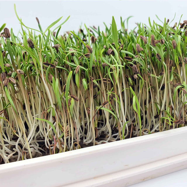 Microgreen - Fänkål (CONVENTIONAL)