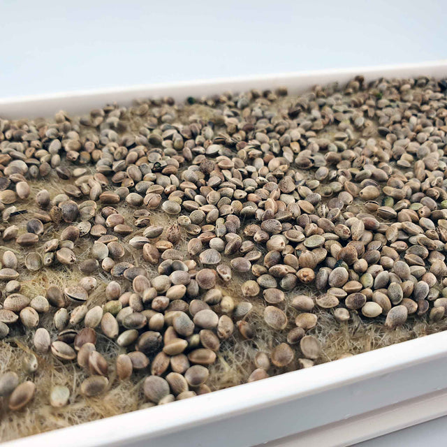 Microgreen -  Hemp seed "LOJA" (CONVENTIONAL)