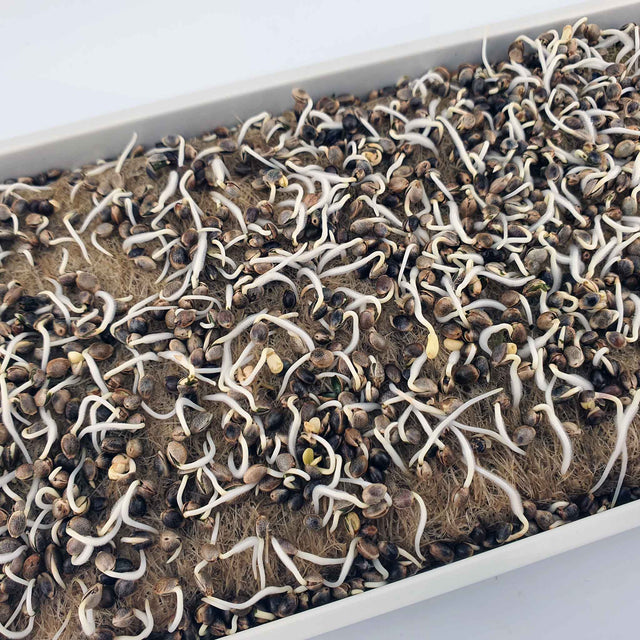 Microgreen -  Hemp seed "LOJA" (CONVENTIONAL)