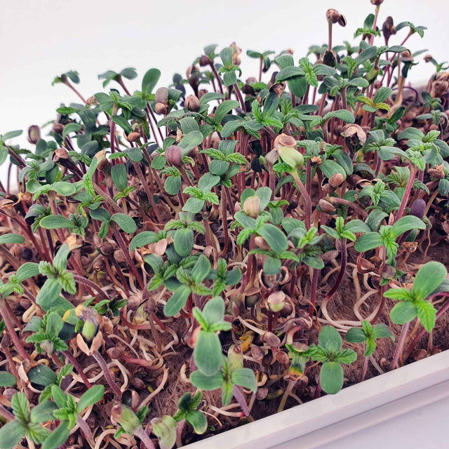 Microgreen -  Hemp seed "LOJA" (CONVENTIONAL)