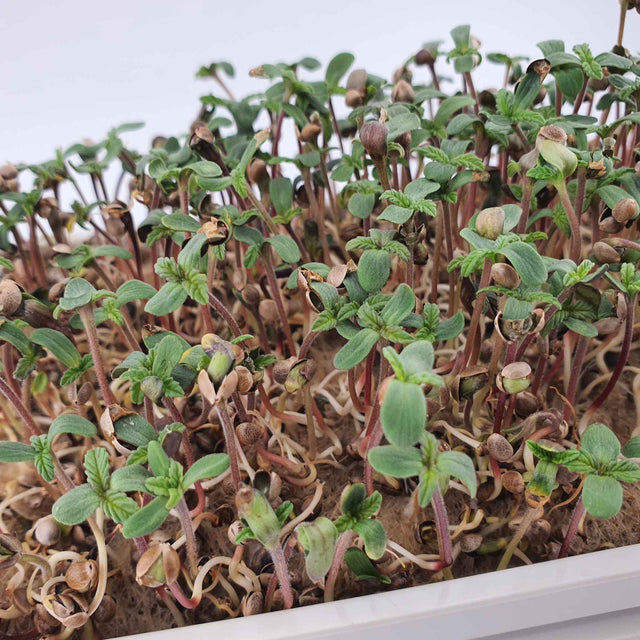 Microgreen -  Hemp seed "LOJA" (CONVENTIONAL)