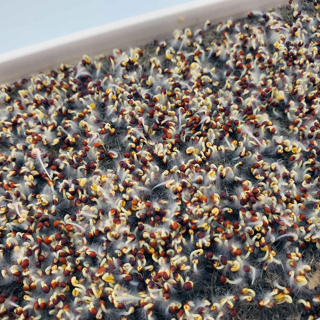 Microgreen - Mizuna Red (CONVENTIONAL)