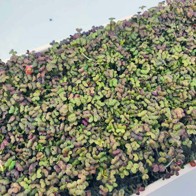 Microgreen - Mizuna Red (CONVENTIONAL)