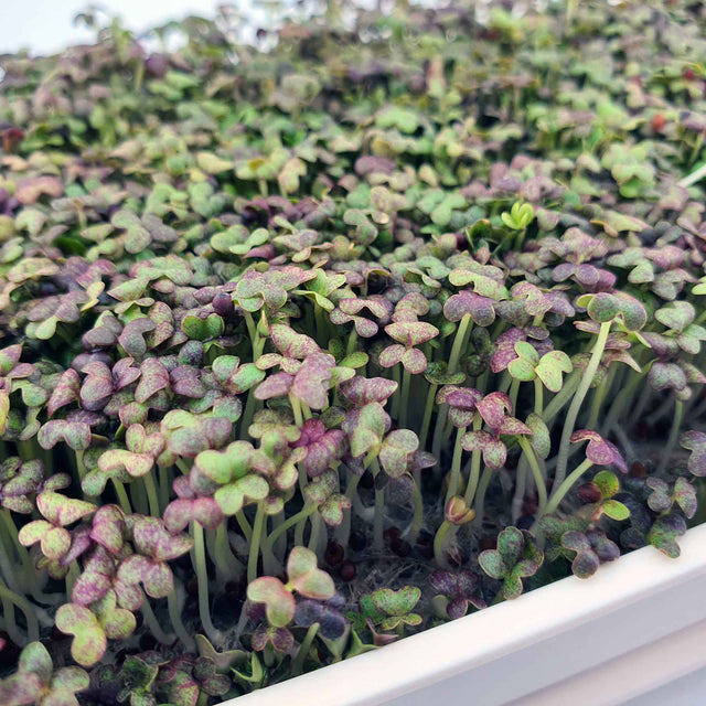 Microgreen - Mizuna Red (CONVENTIONAL)