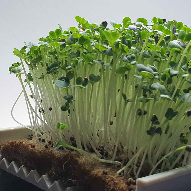 Microgreen -  Red Pak Choi (CONVENTIONAL)