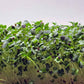 Microgreen -  Red Pak Choi (CONVENTIONAL)
