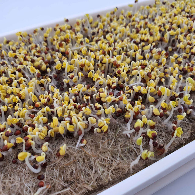 Microgreen -  Red Pak Choi (CONVENTIONAL)