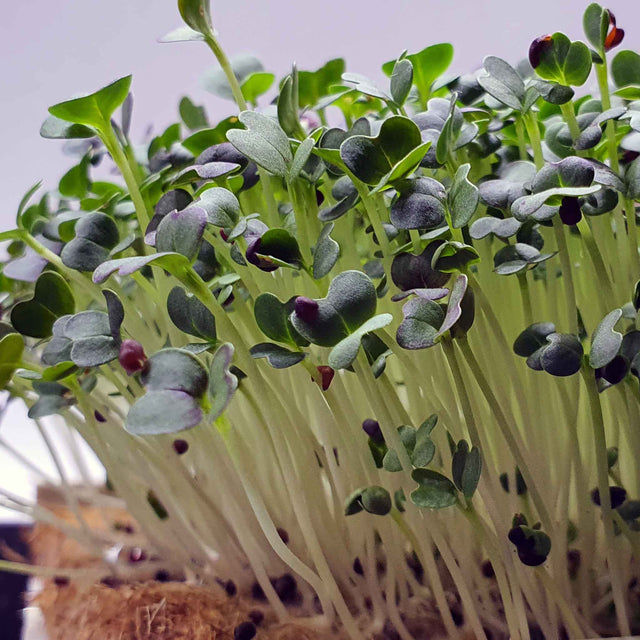 Microgreen -  Red Pak Choi (CONVENTIONAL)