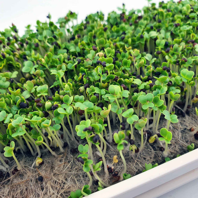 Microgreen -  Red Pak Choi (CONVENTIONAL)