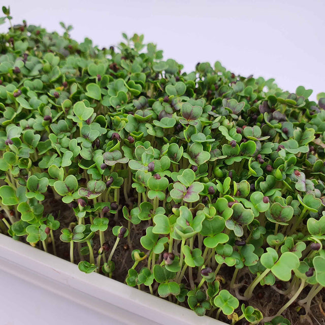 Microgreen -  Red Pak Choi (CONVENTIONAL)