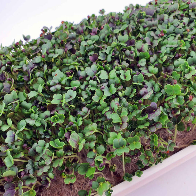 Microgreen -  Red Pak Choi (CONVENTIONAL)