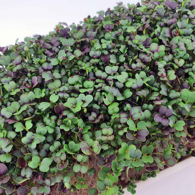 Microgreen -  Red Pak Choi (CONVENTIONAL)