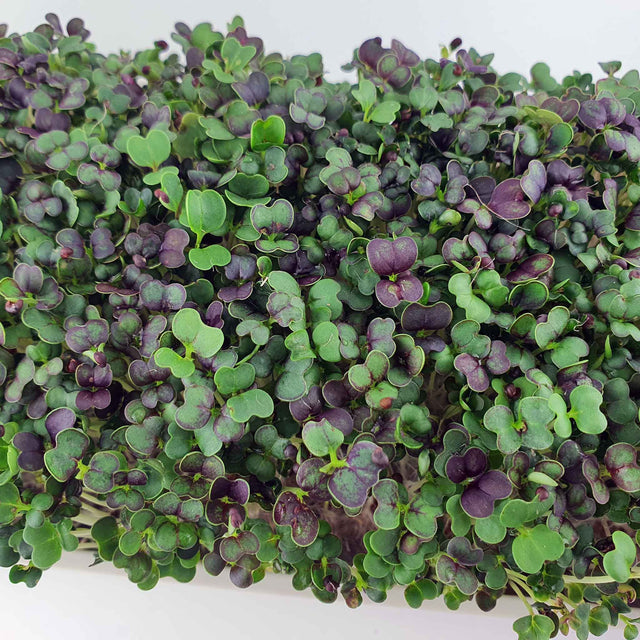 Microgreen -  Red Pak Choi (CONVENTIONAL)