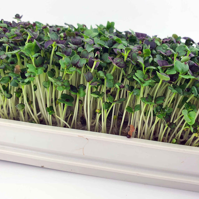 Microgreen -  Red Pak Choi (CONVENTIONAL)