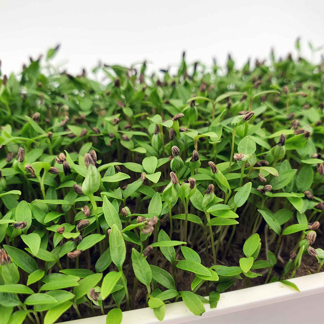 Microgreen - Parsley (Conventional)