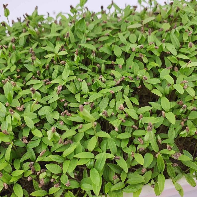 Microgreen - Parsley (Conventional)