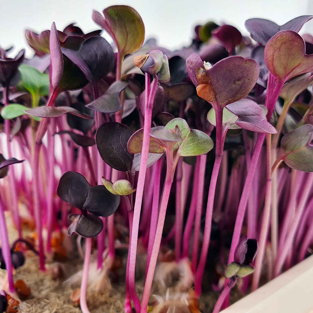 Microgreen - Radish Sango (Organic)