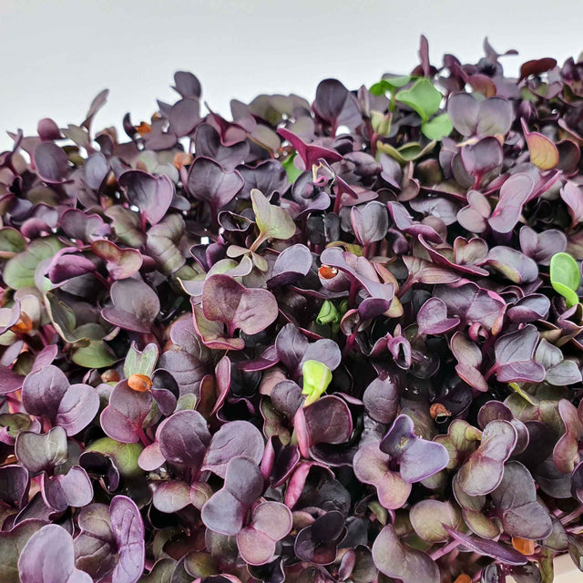 Microgreen - Radish Sango (Organic)