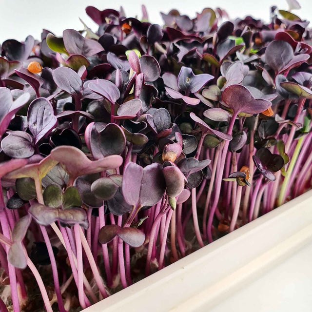 Microgreen - Radish Sango (Organic)