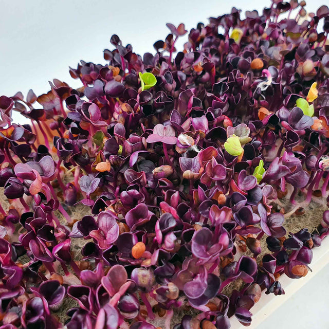 Microgreen - Radish Sango (Organic)