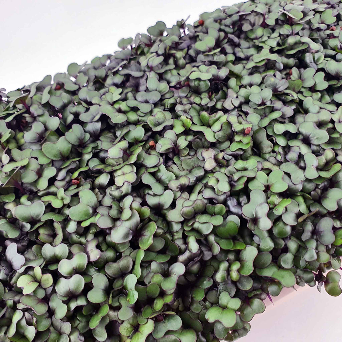 Microgreen - Red Cabbage (ORGANIC) – Nordamark
