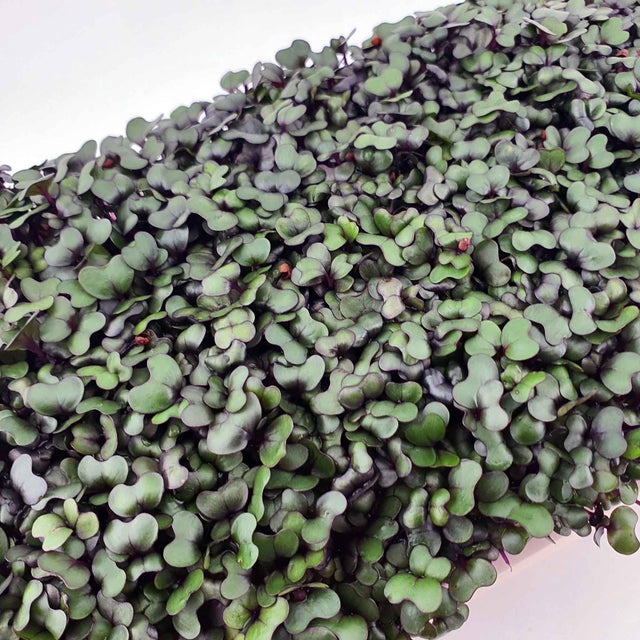 Microgreen -  Red Cabbage (CONVENTIONAL)