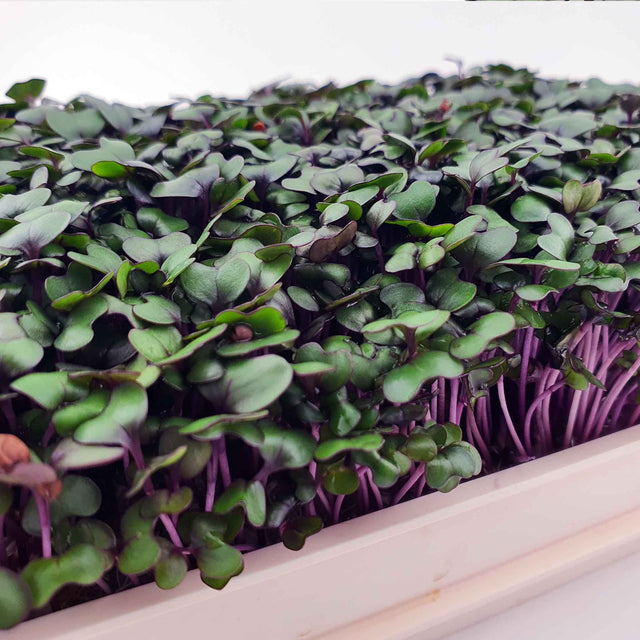 Microgreen -  Red Cabbage (CONVENTIONAL)