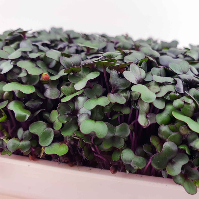 Microgreen - Rödkål (KONVENTIONELL)