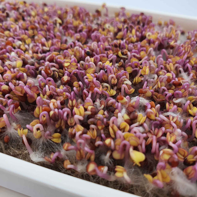 Microgreen -  Red Cabbage (CONVENTIONAL)