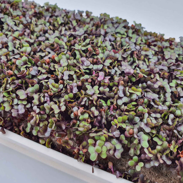 Microgreen - Rödkål (KONVENTIONELL)