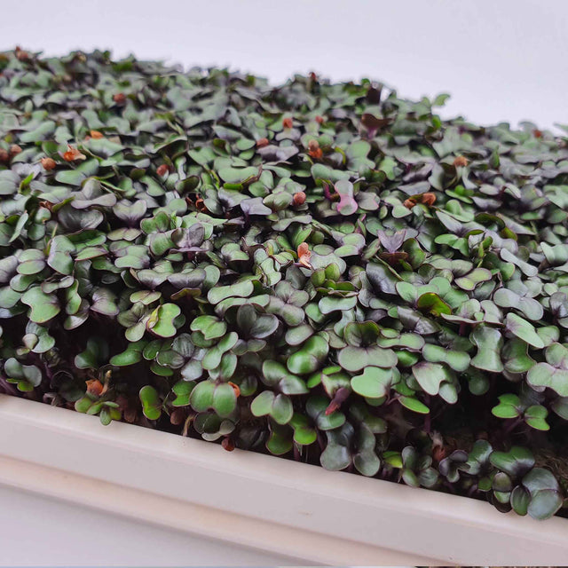 Microgreen -  Red Cabbage (CONVENTIONAL)