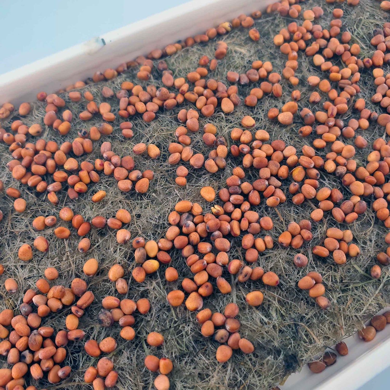 Microgreen - Radish Red Coral (Conventional)