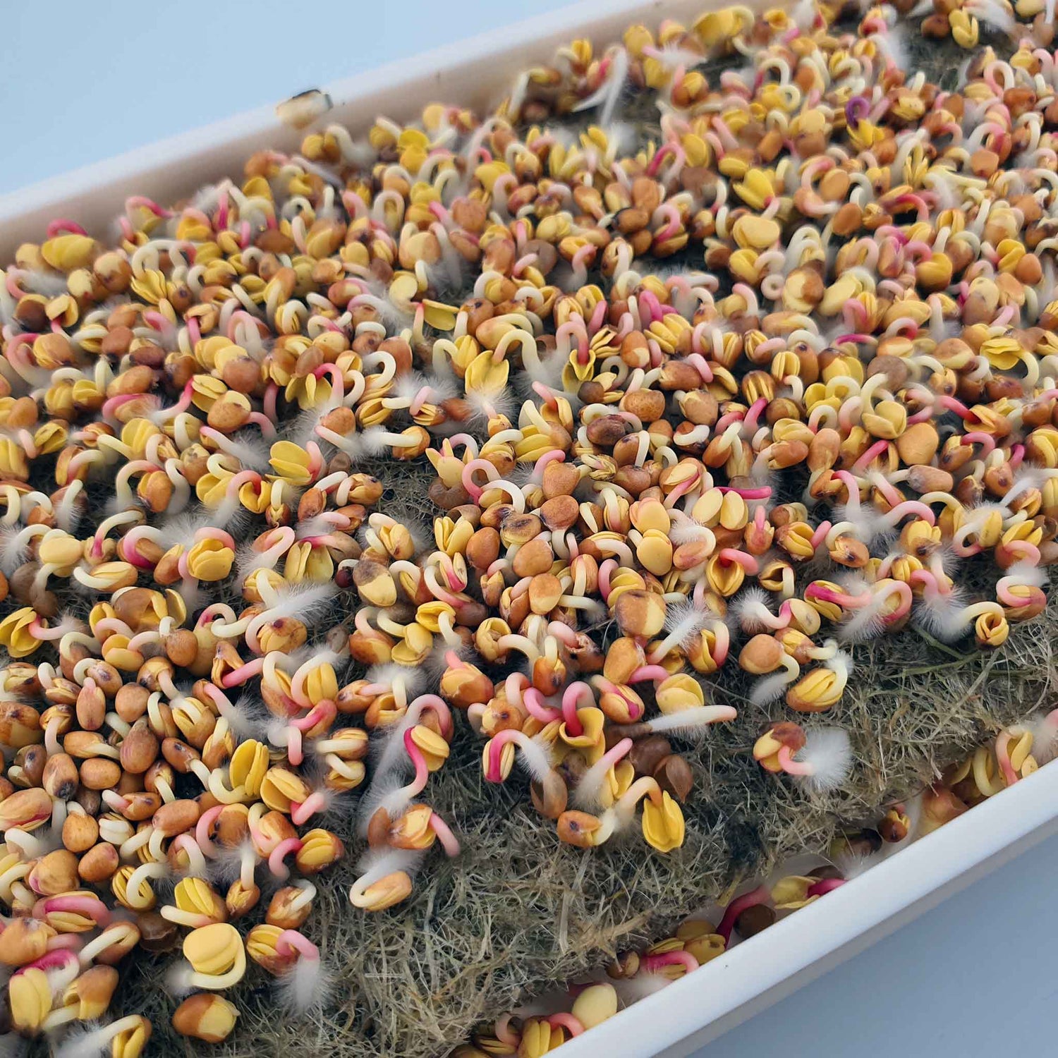 Microgreen - Radish Red Coral (Conventional)