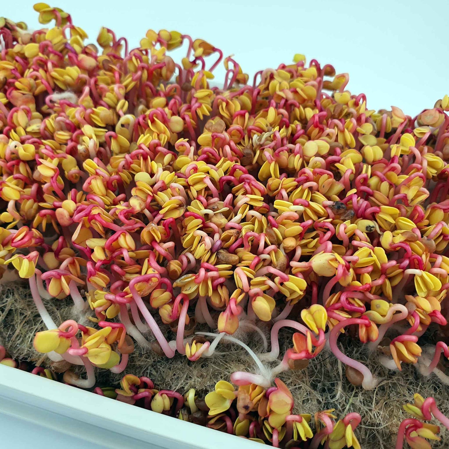 Microgreen - Radish Red Coral (Conventional)