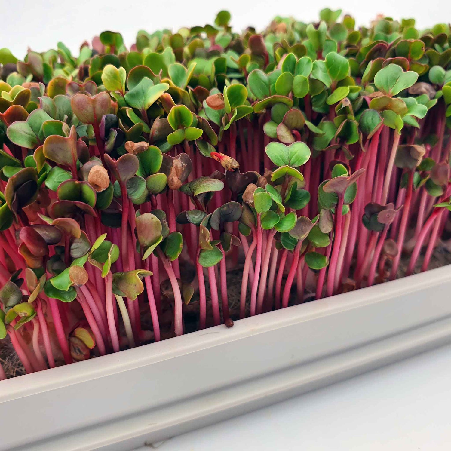 Microgreen - Radish Red Coral (Conventional)