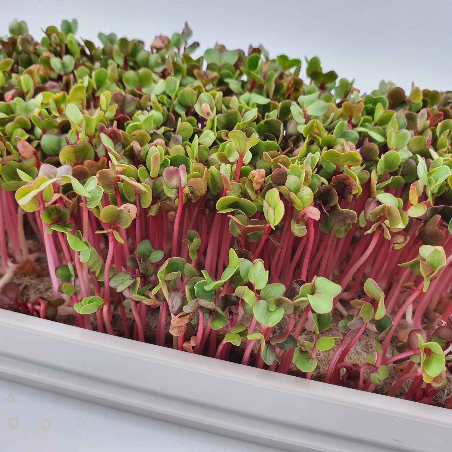 Microgreen - Radish Red Coral (Conventional)