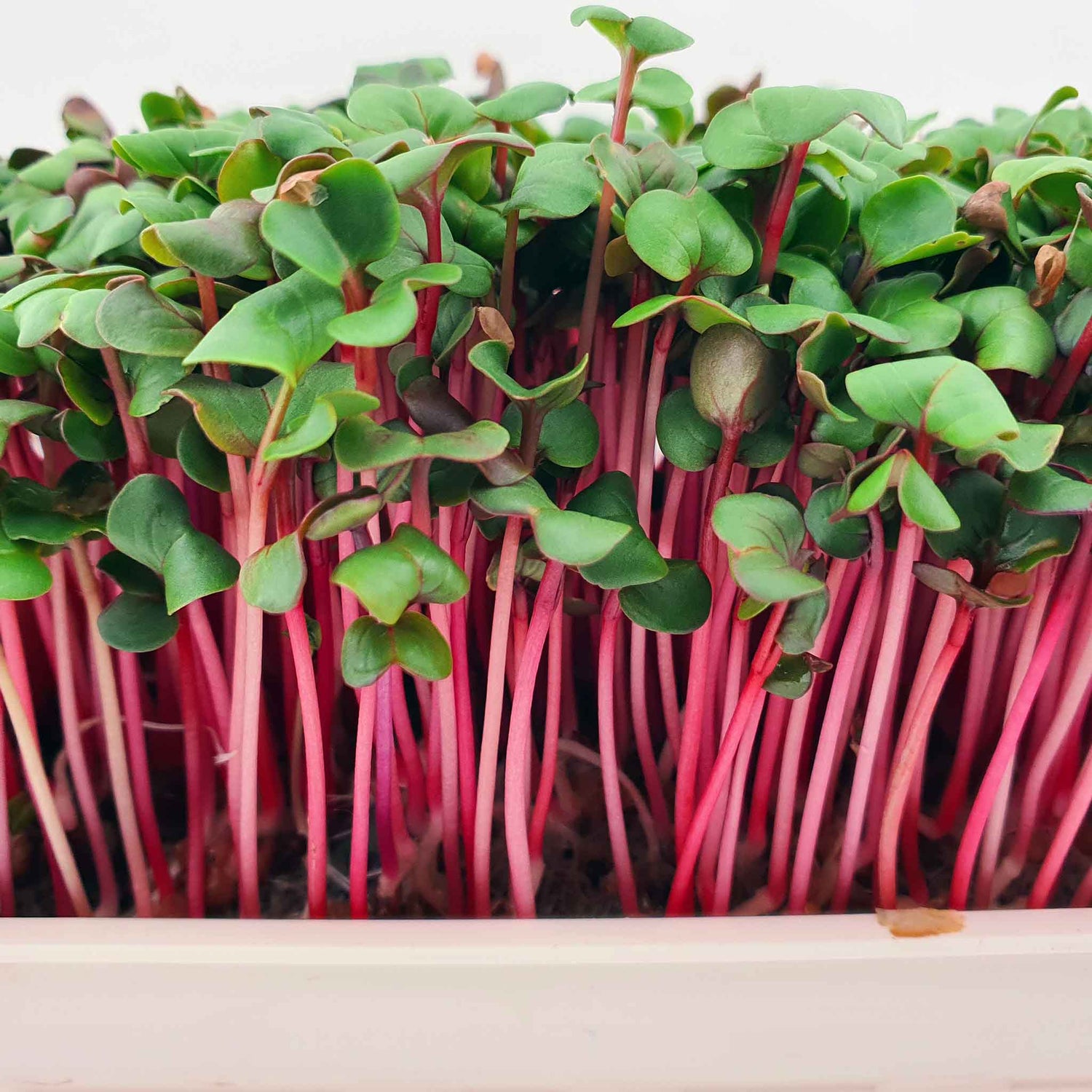 Microgreen - Radish Red Coral (Conventional)