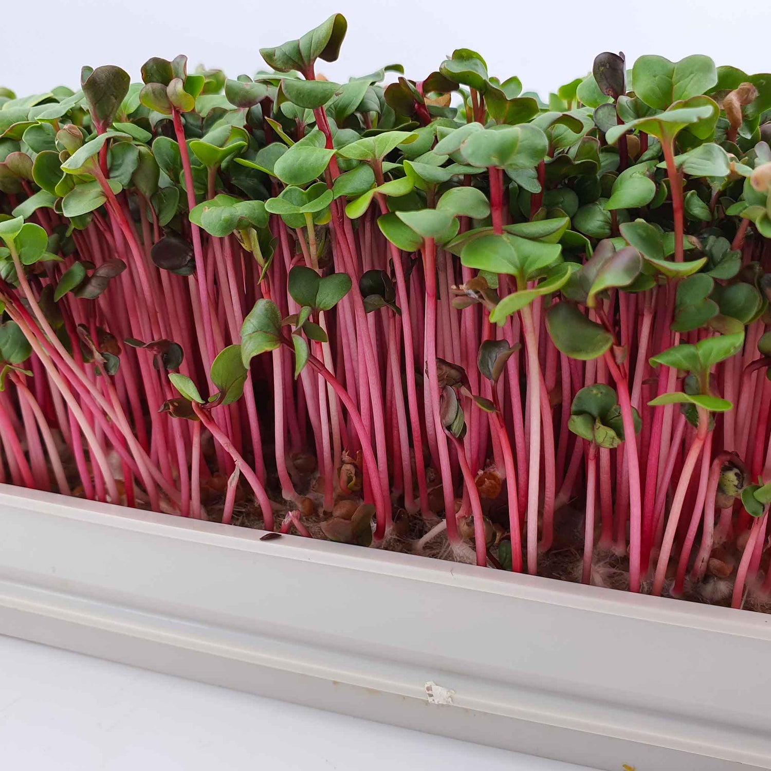 Microgreen - Radish Red Coral (Conventional)