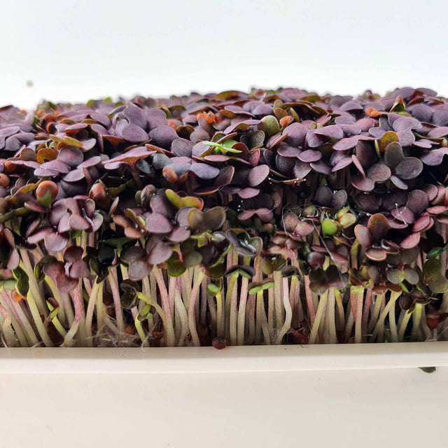 Microgreen - Mustard Red (CONVENTIONAL)