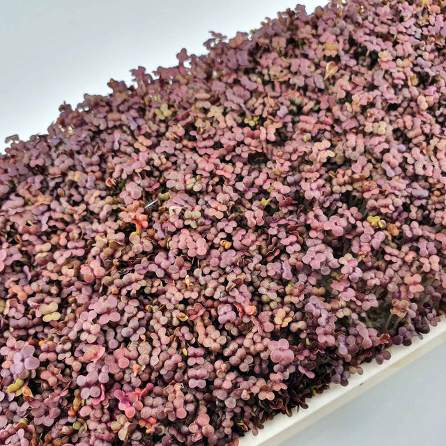 Microgreen - Mustard Red (CONVENTIONAL)