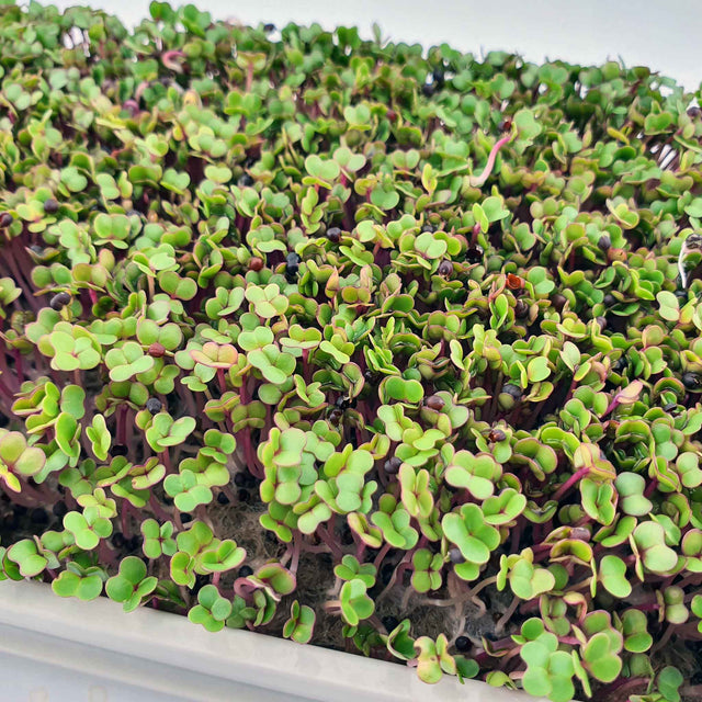 Microgreen Röd Rysk Grönkål